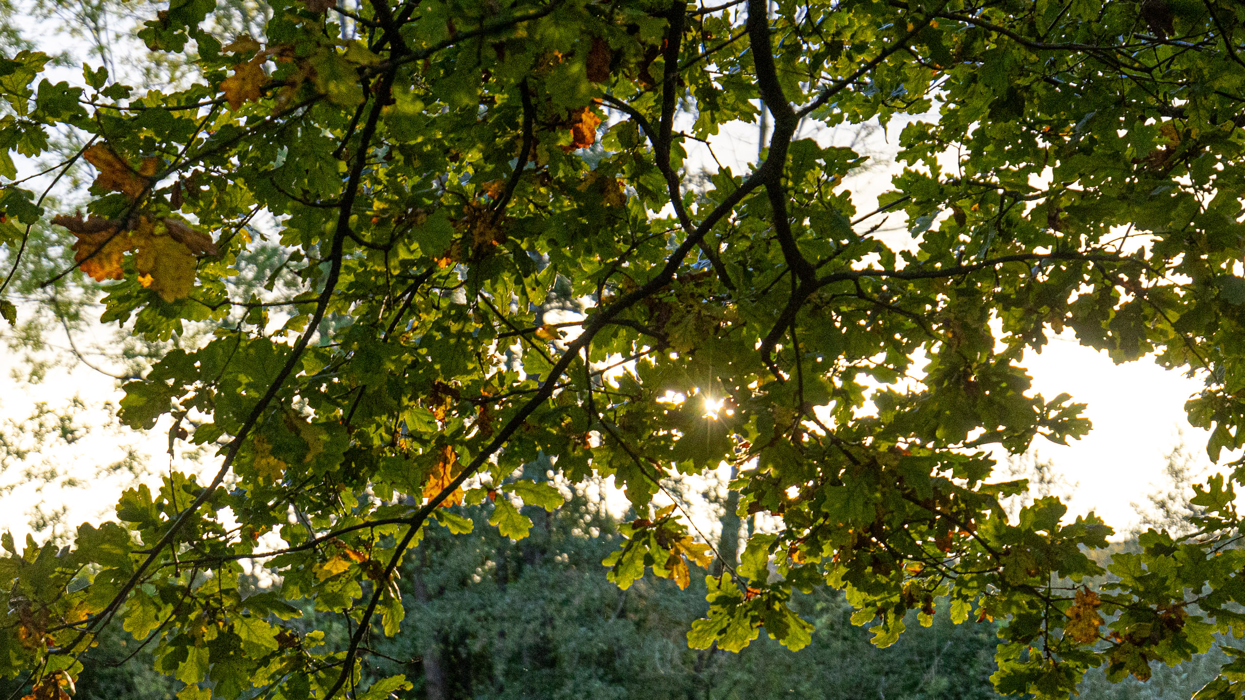 20231014173908 R5D 4211